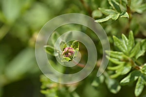 Shrubby Cinquefoil Bellissima photo