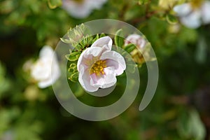 Shrubby Cinquefoil Blink