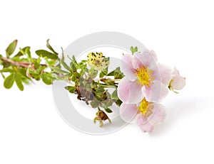 Shrubby Cinquefoil blooming (Potentilla)