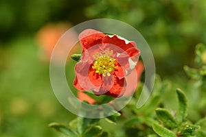 Shrubby Cinquefoil Danny Boy photo