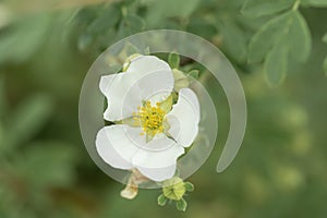 Shrubby cinquefoil Dasiphora fruticosa McKay\'s White, close-up of white flower