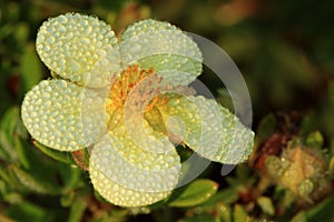 Shrubby Cinquefoil flower photo