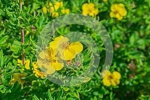 Shrubby cinquefoil Goldstar flower - Latin name - Dasiphora fruticosa Goldstar