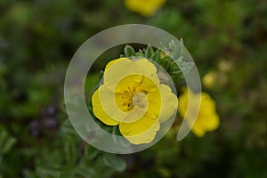 Shrubby Cinquefoil Goldteppich photo