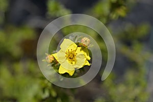 Shrubby Cinquefoil Kobold photo