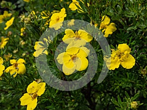 Shrubby cinquefoil (Pentaphylloides fruticosa) \'Dacota sunspot\' flowering with golden flowers