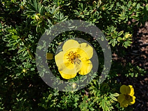 Shrubby cinquefoil Pentaphylloides fruticosa `Dart`s Golddigger` is a compact, deciduous shrub with pinnate leaves and saucer