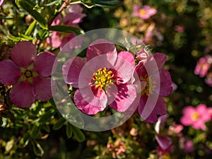 Shrubby cinquefoil Pentaphylloides fruticosa `Lovely pink` is a bushy deciduous shrub with small, pinnate leaves and deep pink