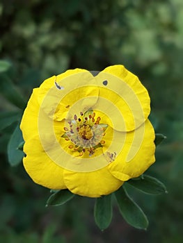 Shrubby cinquefoil (Potentilla fruticosa)