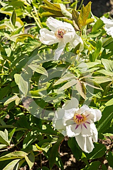 Shrubby cinquefoil or Potentilla Fruticosa plant in Saint Gallen in Switzerland photo