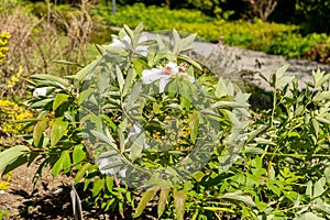 Shrubby cinquefoil or Potentilla Fruticosa plant in Saint Gallen in Switzerland photo
