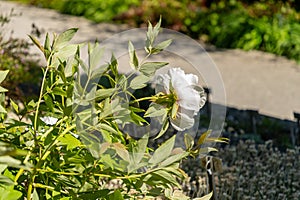 Shrubby cinquefoil or Potentilla Fruticosa plant in Saint Gallen in Switzerland photo