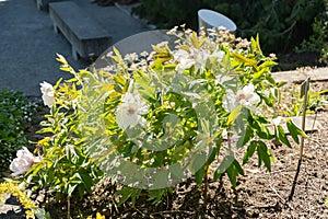 Shrubby cinquefoil or Potentilla Fruticosa plant in Saint Gallen in Switzerland photo