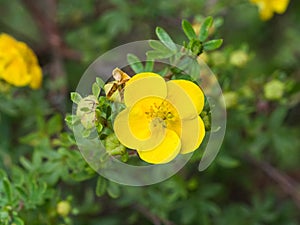 Shrubby cinquefoil, Tundra rose, Golden hardhack, Dasiphora fruticosa, flower on shrub, macro, selective focus