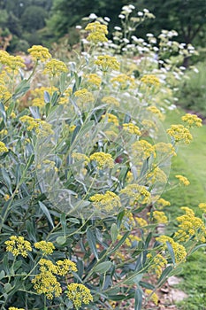 Shrubby hareâs-ear Bupleurum fruticosum, yellow flowers in a garden photo