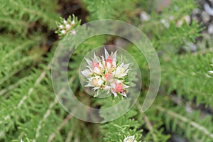 Shrubby Rhodiola, Rhodiola dumulosa Album, flower photo