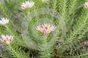 Shrubby Rhodiola, Rhodiola dumulosa Album, flowering photo