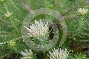 Shrubby Rhodiola, Rhodiola dumulosa Album, white flower photo