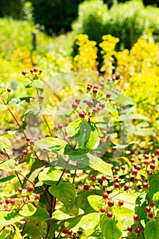 Shrubby Saint Johns wort or Hypericum Androsaemum plant in Saint Gallen in Switzerland photo