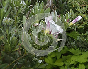 Shrubby or Silvery Convolvulous photo