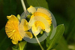 Shrubby st. john s wort Hypericum prolificum