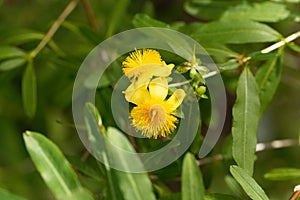 Shrubby st. john s wort Hypericum prolificum photo