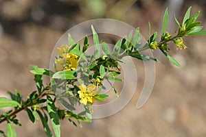 Shrubby yellowcrest