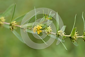 Shrubby yellowcrest