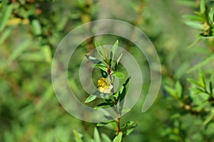 Shrubby yellowcrest