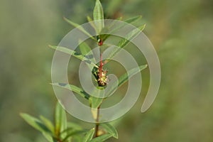 Shrubby yellowcrest