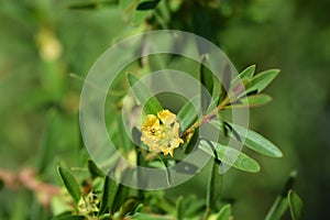 Shrubby yellowcrest