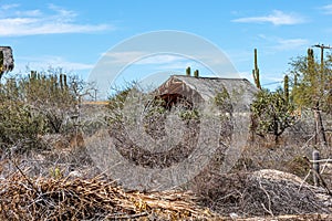 Shrubland landscape with steppes and some cacti in desert with a thatched roof hut