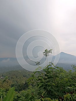 shrubs against the background of Mount Batukaru fog in the village of Pupuan, Tabanan, Bali