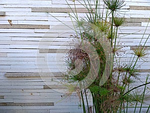 shrubs against a Balinese stone wall in the background on a sunny