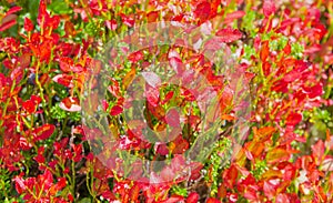 Shrubs of bilberries with red leaves closeup