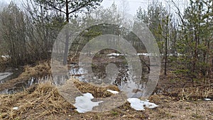 Shrubs, birch and pine trees grow in the swamp, and in spring the water rises to form a dangerous quagmire. In some places the sno photo