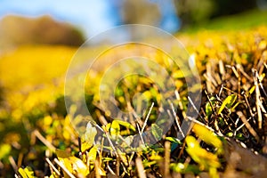 Shrubs or bushes in focus. Selective focus of cutted or trimmed bushes at autumn