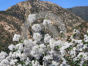 Shrubs with clusters of small white flowers in the San Ynez mountains
