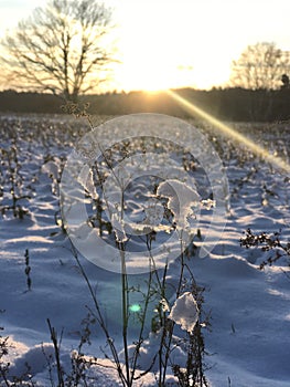 Shrubs covered with snow and ice in winter