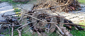 Shrubs are cut back at the garden in spring