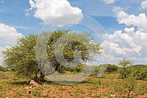 Shrubs in the dry savannah grasslands of Botswana