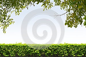 Shrubs fence on blue sky