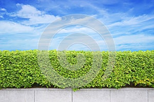 Shrubs fence on blue sky