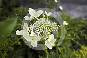 Hydrangeas plant in large outdoor pots