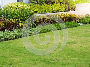 Shrubs and green lawns, front yard landscape, Peaceful Garden with a Freshly Lawn