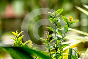 Shrubs with green leaves in a garden, used to decorate the garden to be fresher