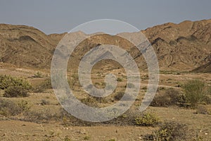 Shrubs growing in a dry climate.