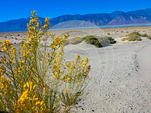 Shrubs growing in the Mesquite Flat Sand Dunes in Death Valley in California