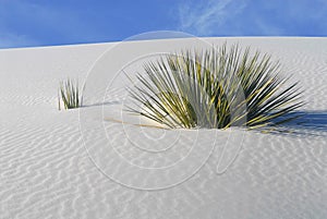 Shrubs growing in the White Sand Dunes photo