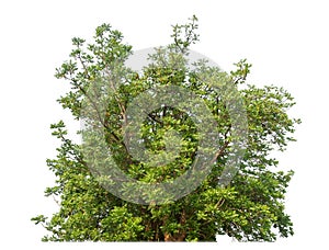 Shrubs isolated on white background are suitable for both printing and web pages.